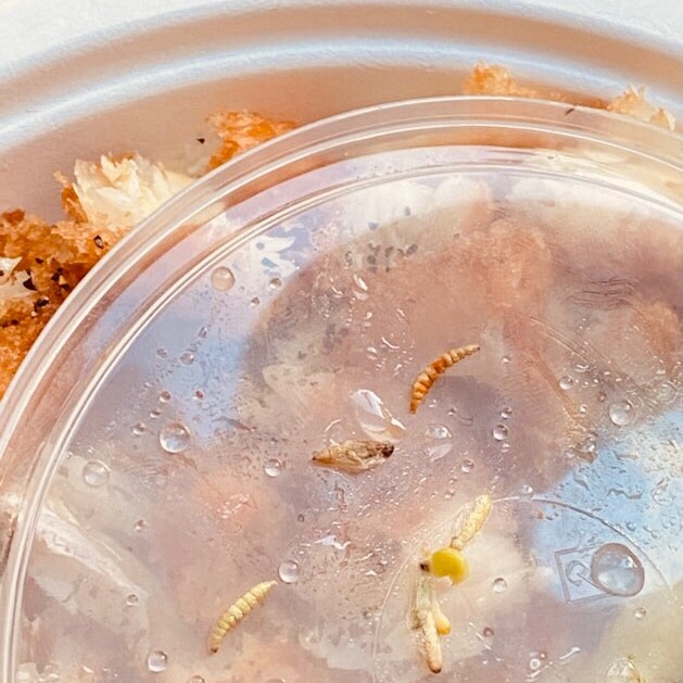 Maggots sit on the lid of a bowl of chicken.
