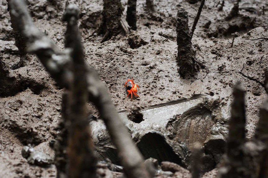 A tiny red crab crawls through a big landscape of mangrove mud.