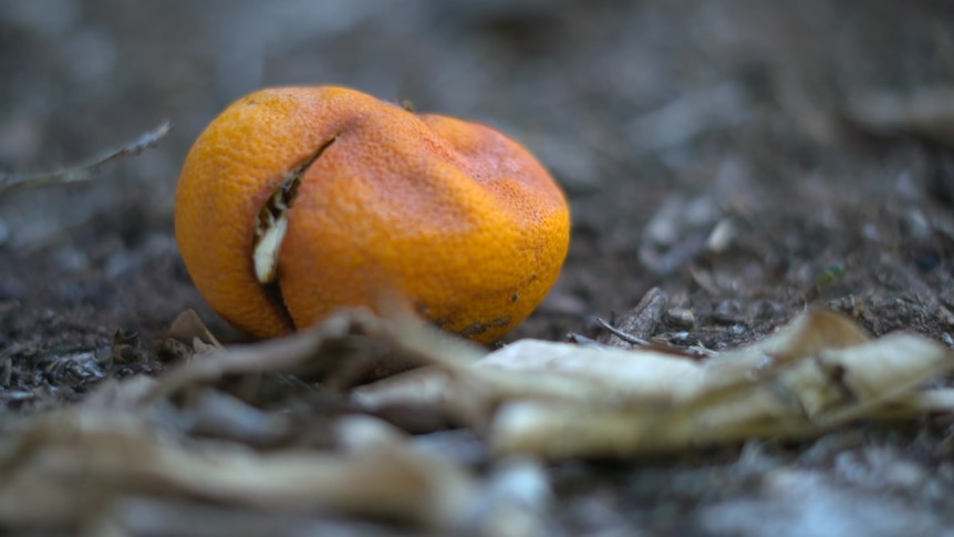 Rotten mandarin on the ground with a maggot crawling out of it.