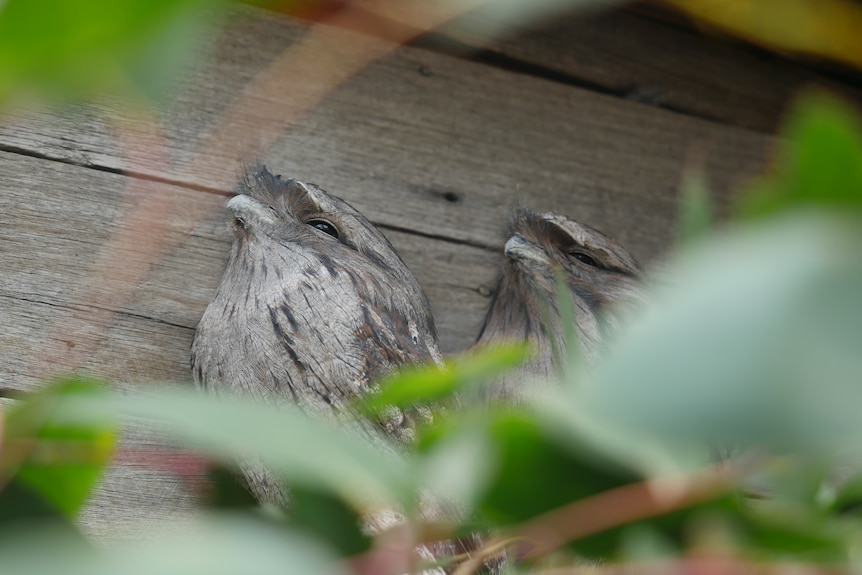 Two tawny frogmouths on their perches peering through foliage.