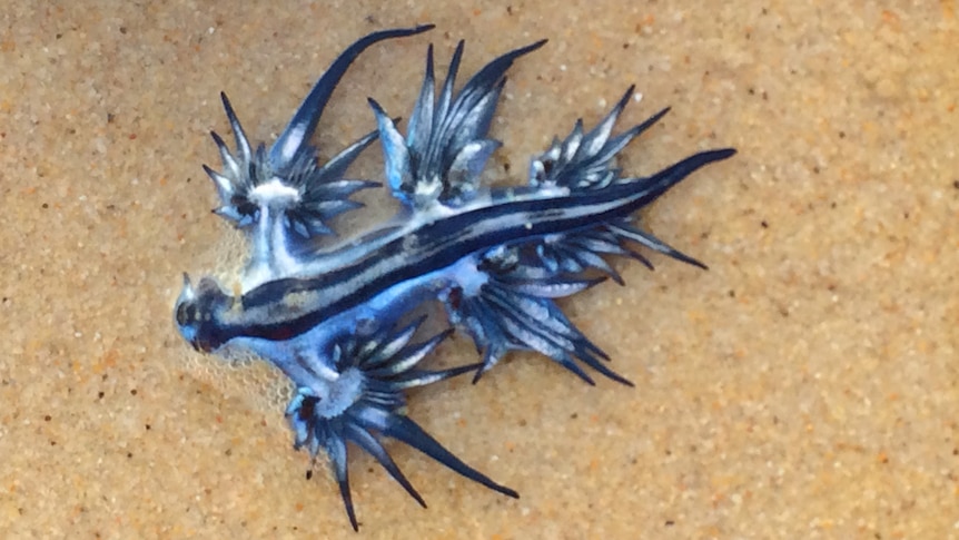 A blue dragon sea slug washed up on Gold Coast beach