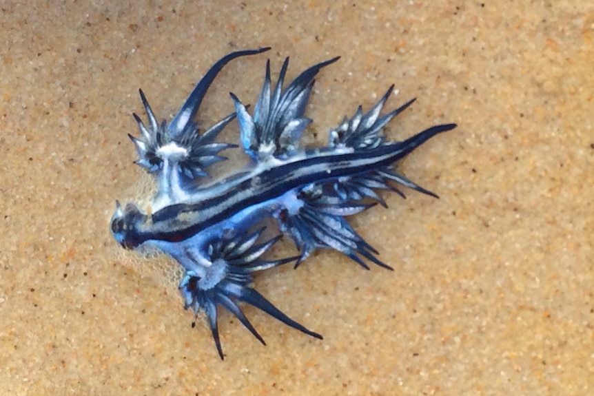 A blue dragon sea slug washed up on Gold Coast beach