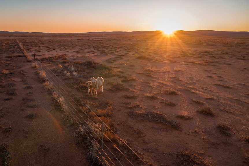 Sheep standing beside a fence in the outback