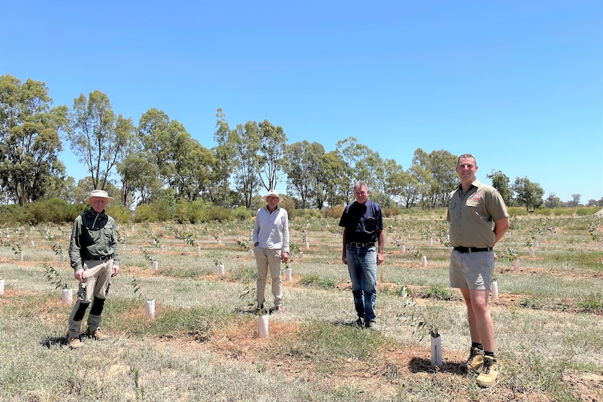 Four men stand in a field