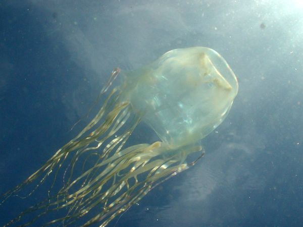 Box jellyfish