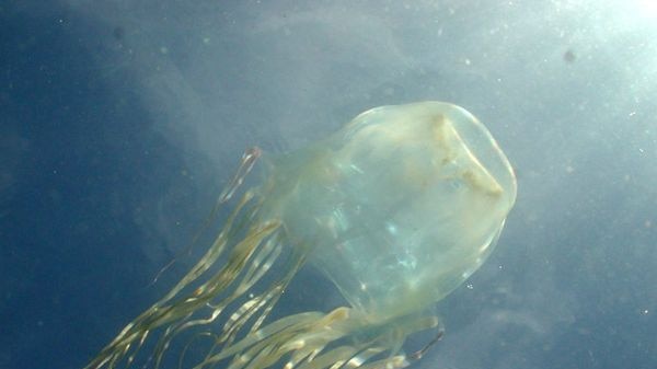 A box jellyfish underwater