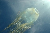 A box jellyfish underwater
