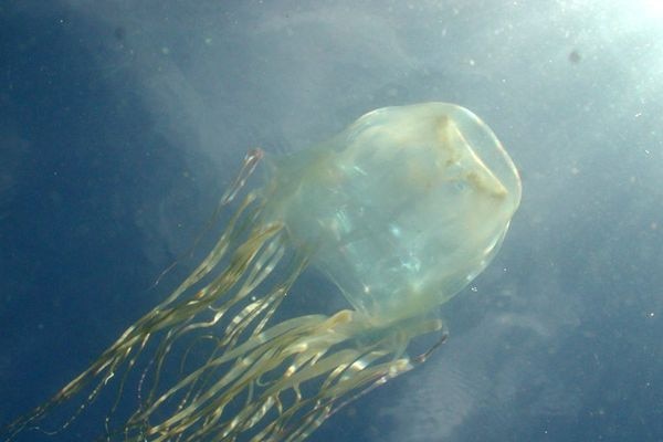 Box jellyfish