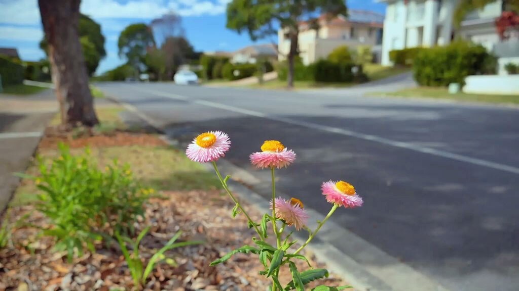 Pink flowers growing in a kerb-side garden.