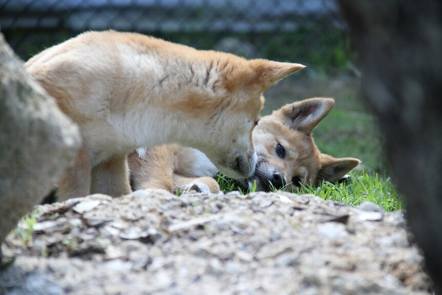 The pair of dingo pups make a cute couple