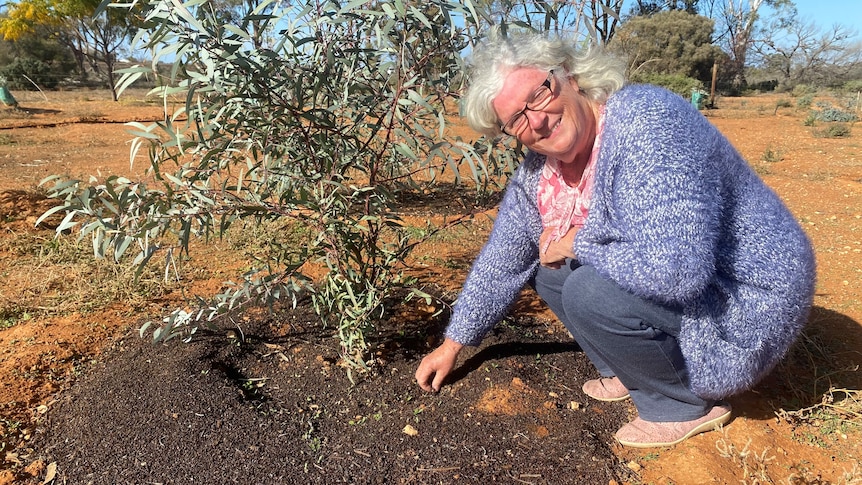 a woman in a blue-purple cardigan, with white hair and glasses, squatting next to a tree in her garden