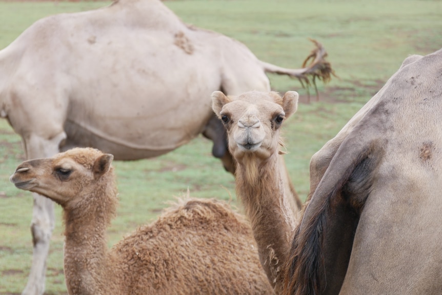 Two baby camels, one looking straight at the camera 