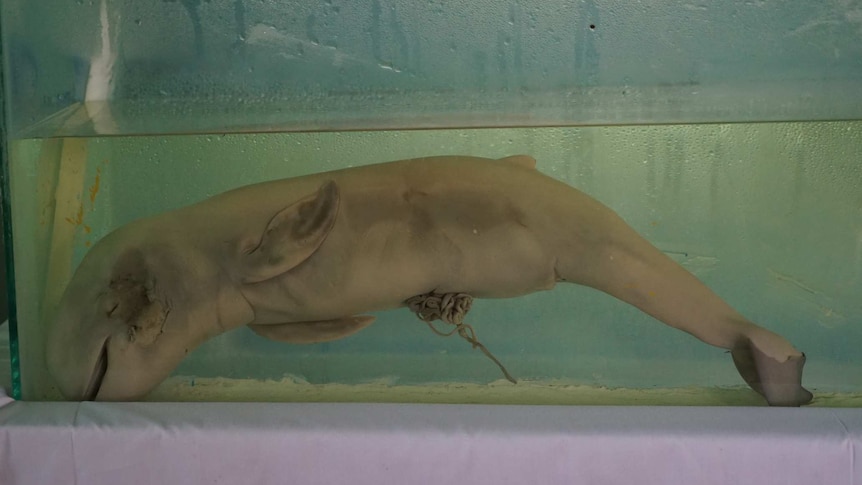 Dead baby dolphin in a tank