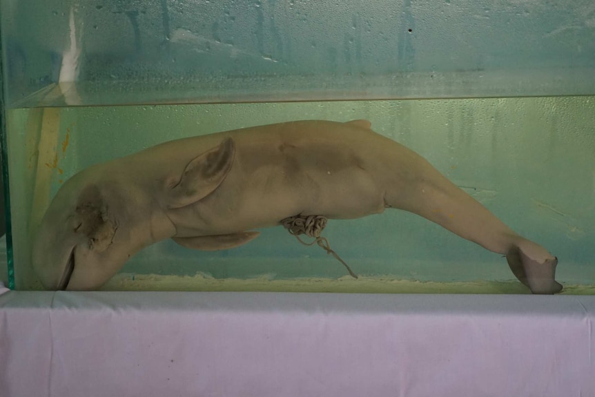 Dead baby dolphin in a tank