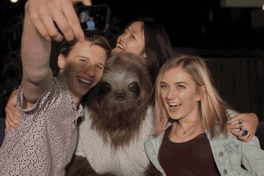 Stoner Sloth campaign