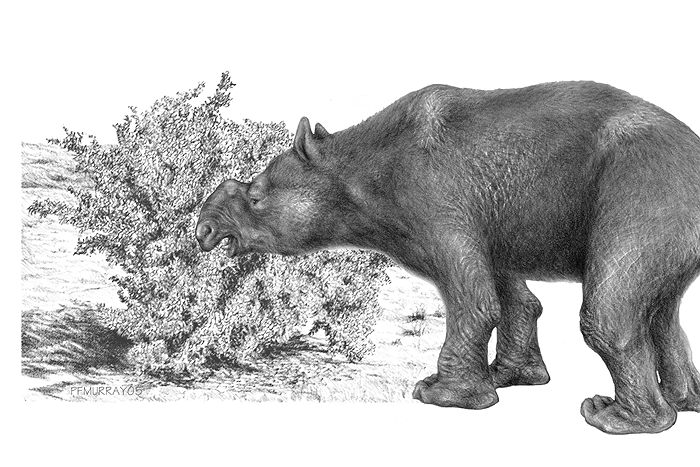 Megafauna collapse led to mega vegetation changes - ABC News