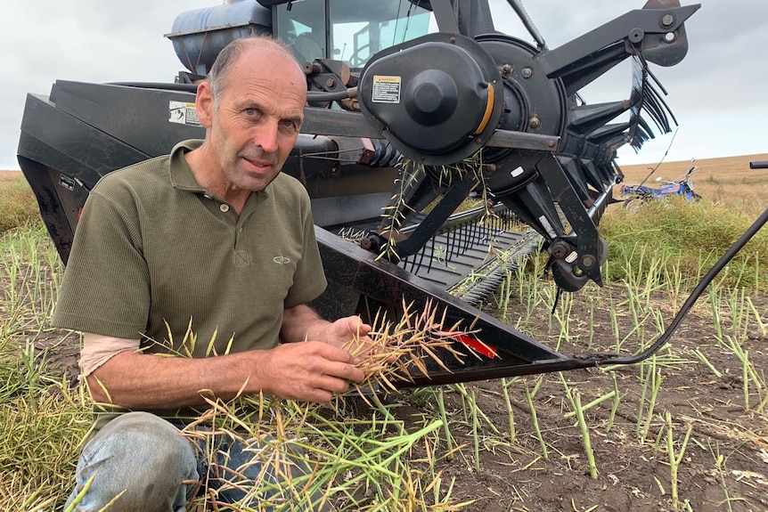 A middle-aged man in green t-shirt holds grain in field with harvester in the background.