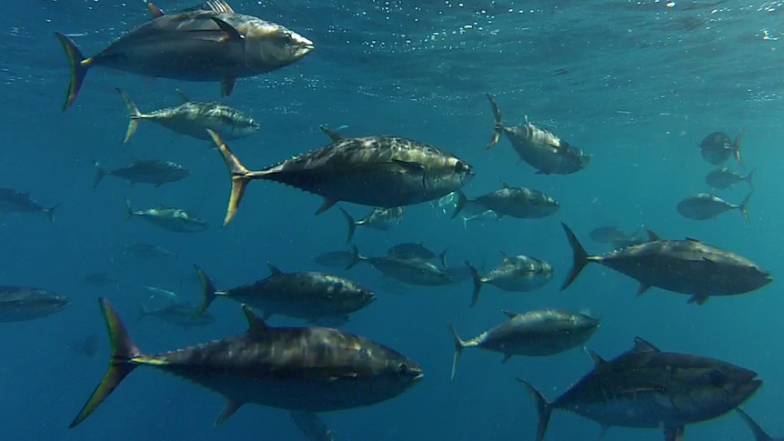 A school of southern bluefin tuna.
