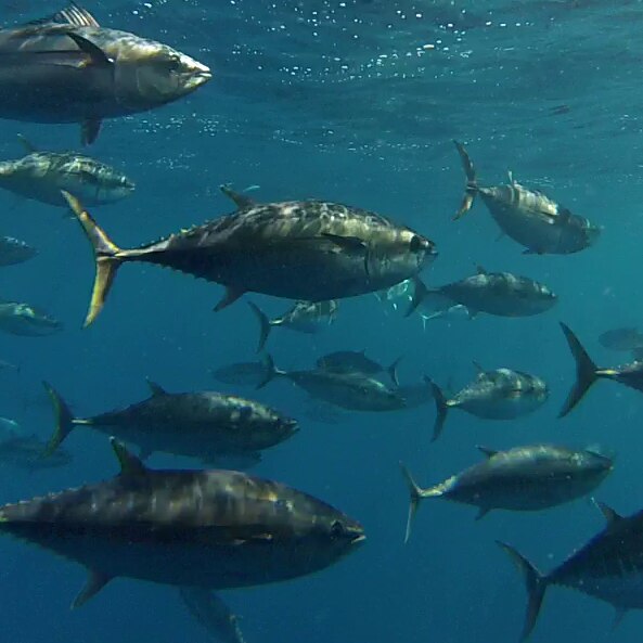 A school of southern bluefin tuna.