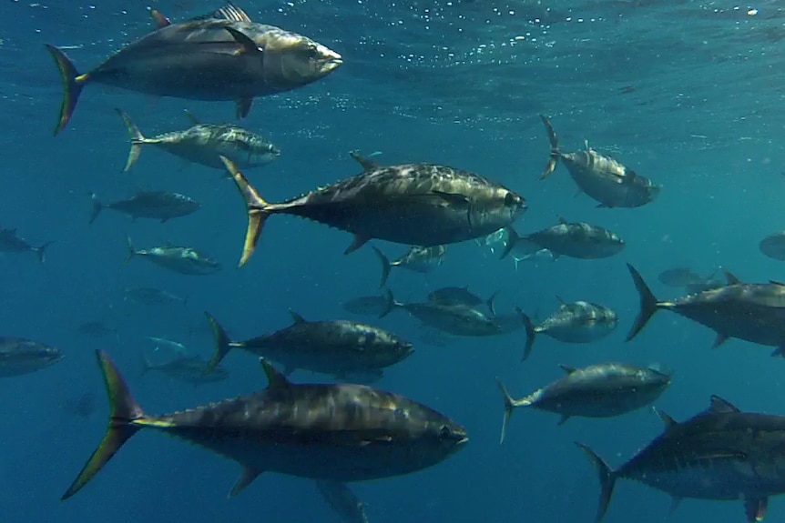 A school of southern bluefin tuna in the ocean