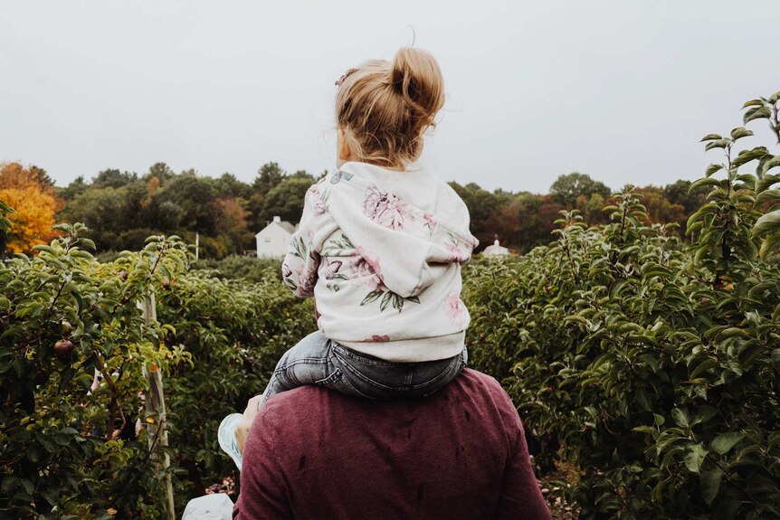 Little girl sitting on her dad's shoulders as they walk through an orchard.