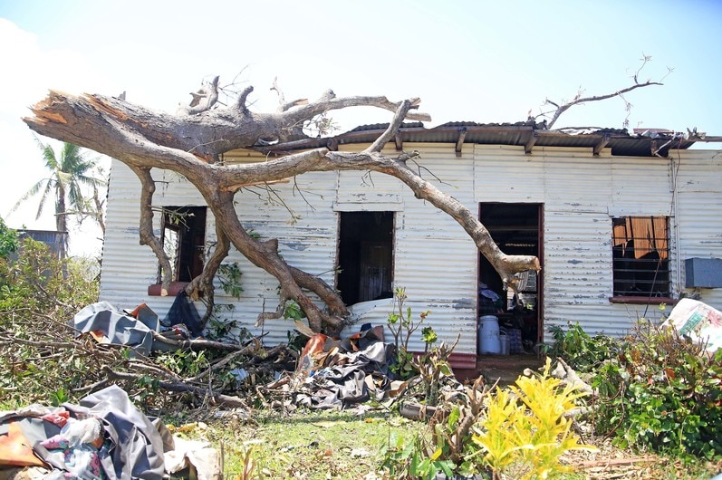 A broken branch from a tree fallen on top of a corrugated iron home.