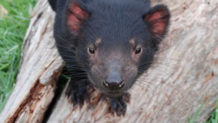 Breakthrough: UTAS scientists closer to more effective vaccine for Tasmanian devil facial tumour