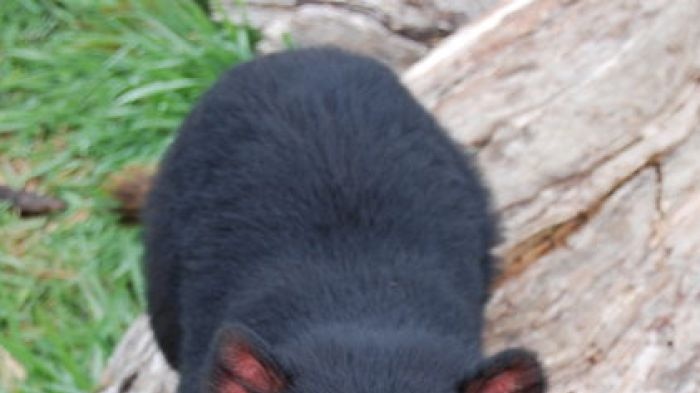 A disease free Tasmanian devil