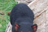 Tasmanian devil ... at risk