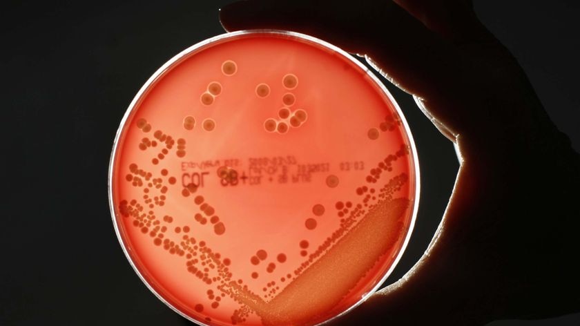 A hand holds a petri dish containing the MRSA (Methicillin-resistant Staphylococcus aureus) bacteria strain (Reuters)