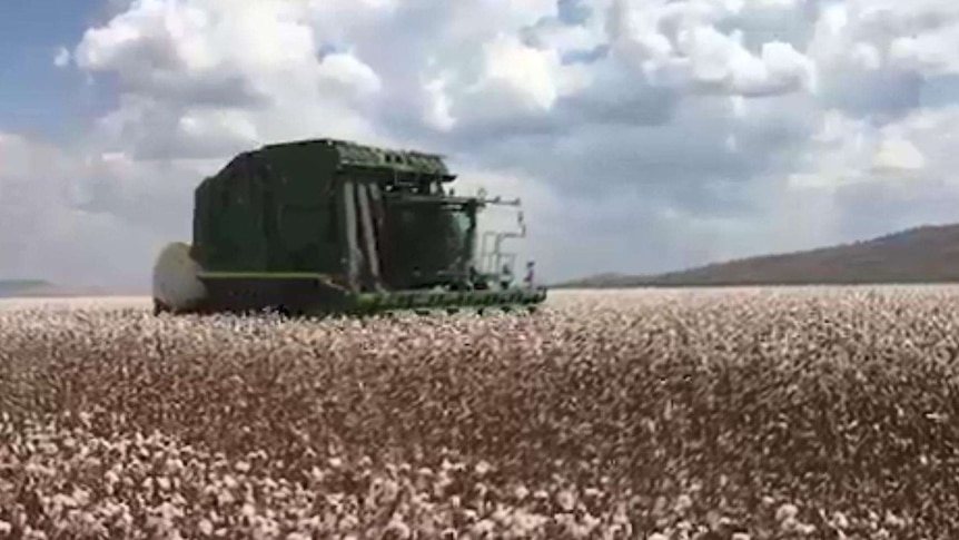 A combine harvester ploughs through a field of cotton
