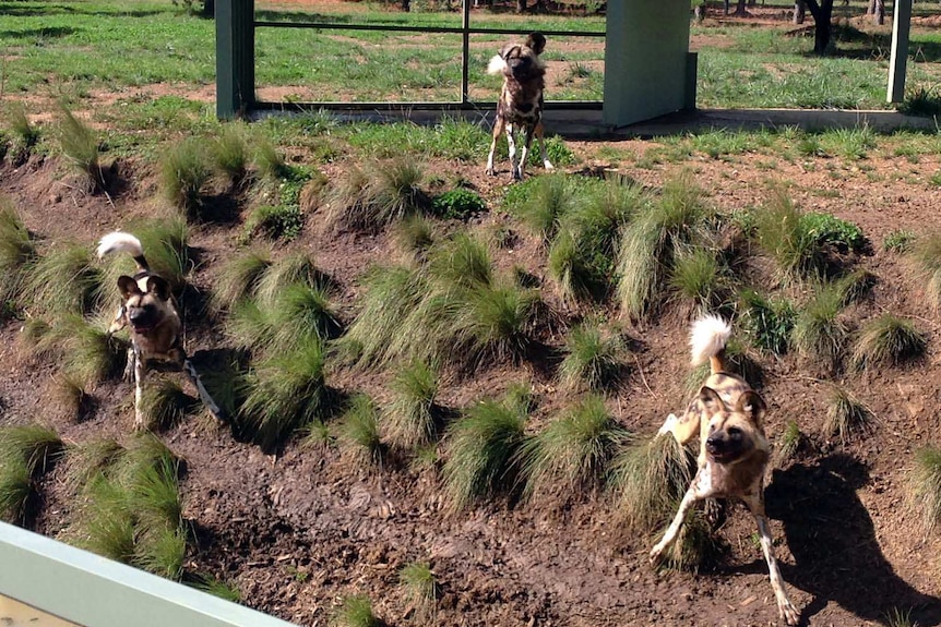 Six new African painted dogs are now on display at Canberra's National Zoo April 16 2015