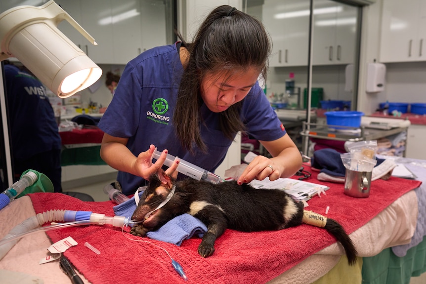 A vet works on a Tasmanian devil that is lying sedated on a table.