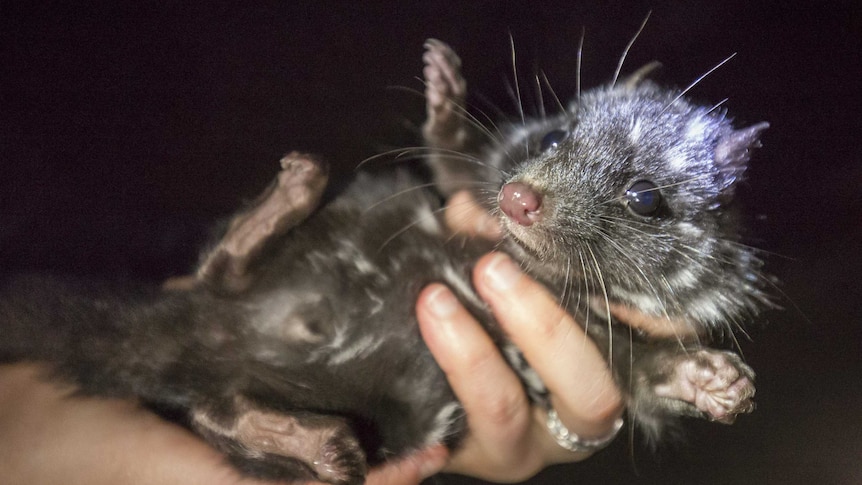 A small quoll is held up for the camera at night.