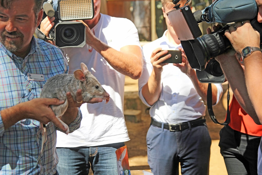 Al Mucci from Dreamworld holds a bilby for the cameras