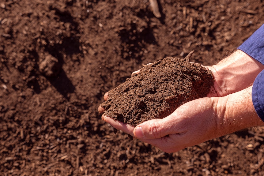 Hands holding soil-like compost.