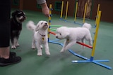 Three dogs on an obstacle course at dog day care.