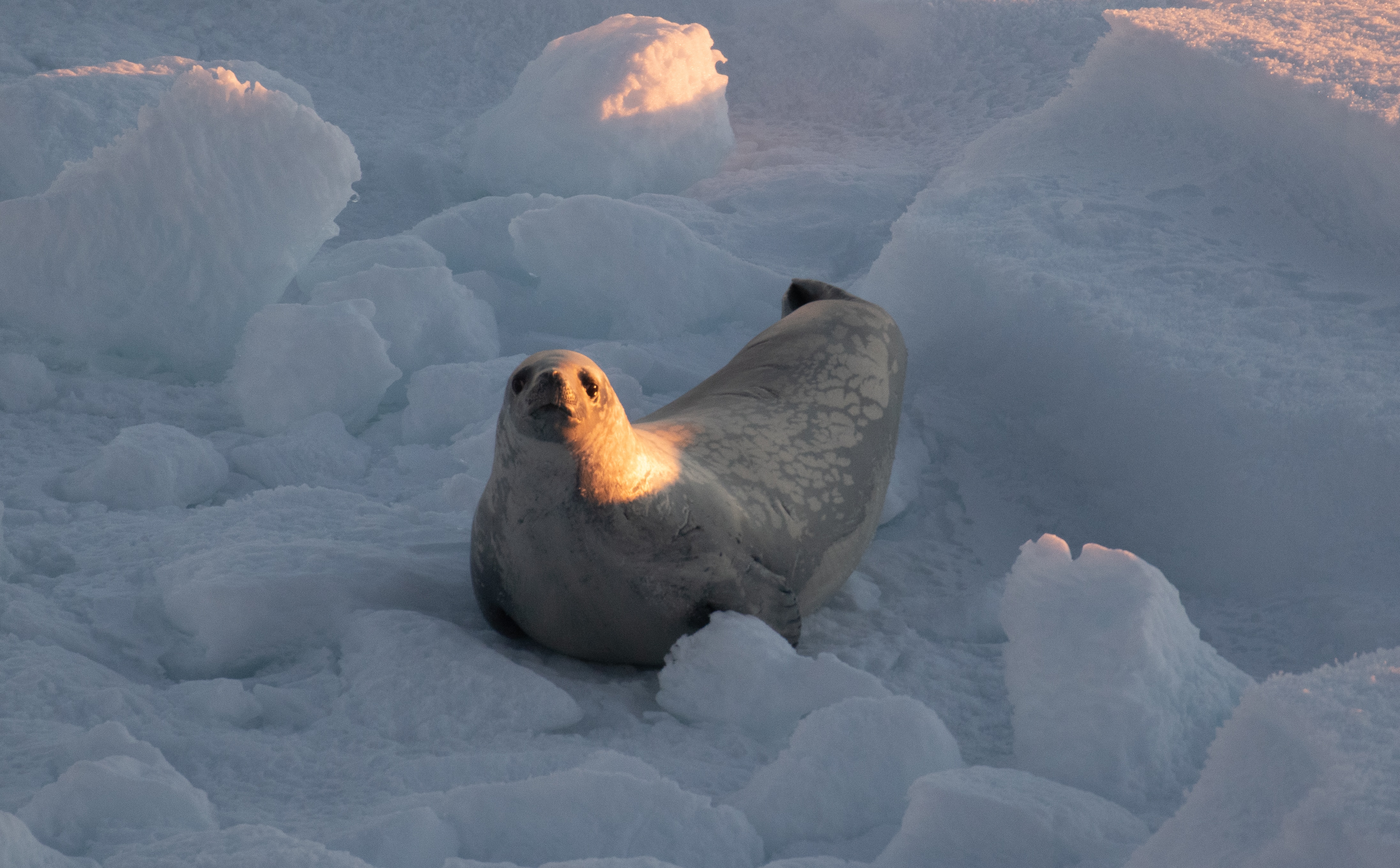 Early sunlight bathes the face of a seal looking up at the camera, amidst a pile of ice.