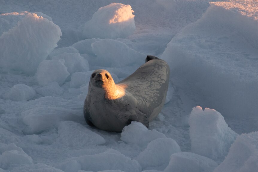 Early sunlight bathes the face of a seal looking up at the camera, amidst a pile of ice.