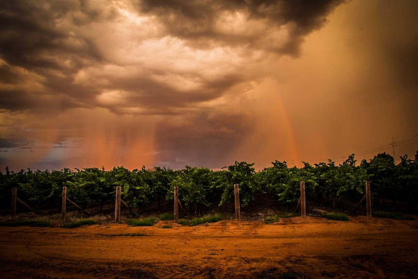 Lightning storm over vines