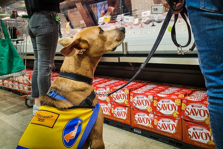 A dog wearing a yellow vest with the words 'Assistance Dog' sits in the supermarket