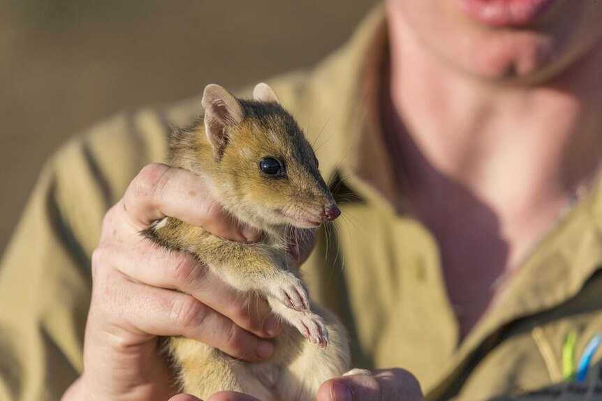 A small quoll is held by a researcher in the daylight.