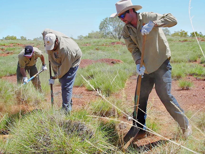 Three gardeners shoveling dirt and grass in the outback 