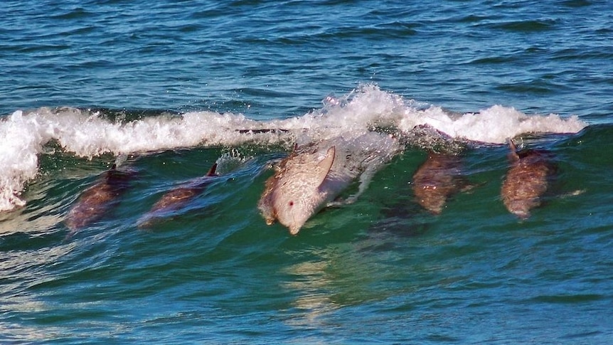 dolphins riding on a wave