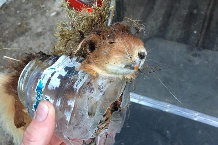 A dead red squirrel which choked in a plastic jar