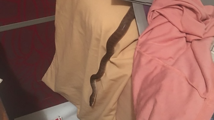 grey snake crawling out from beneath pillow on a bed.