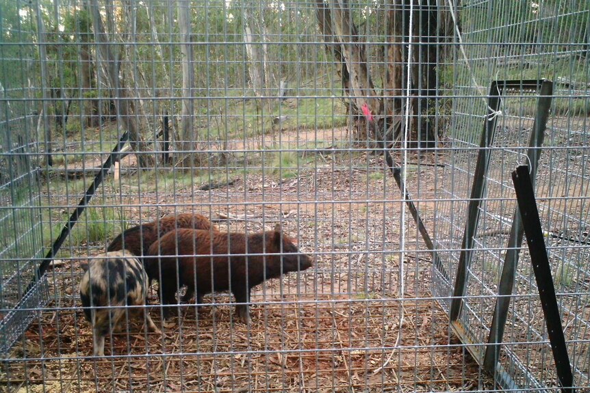 Feral pigs in trap at Namadgi National Park near Canberra.