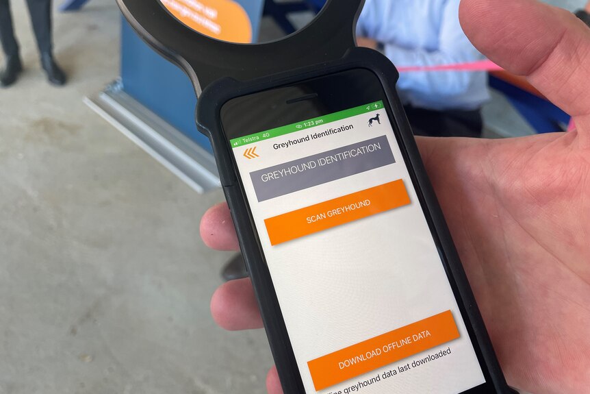 Close up shot of an iphone showing the greyhound tracking interface, reading "greyhound identification".