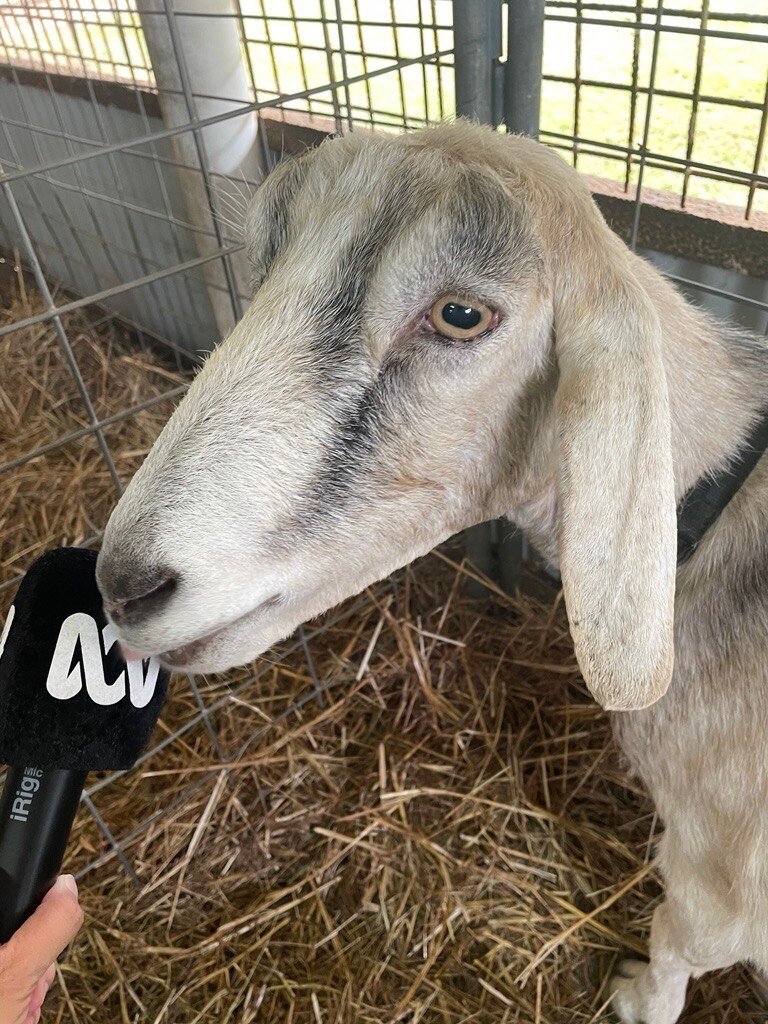 NT Country Hour - ABC listen