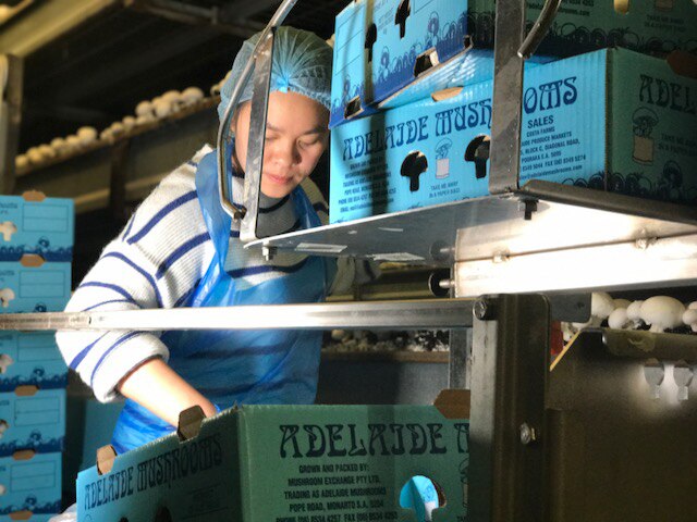 Costa Mushroom Farm At Monarto To Double Production And Build Solar Farm Abc News